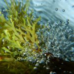 Seaweed: A Growing Resource & Skin Care Ingredient