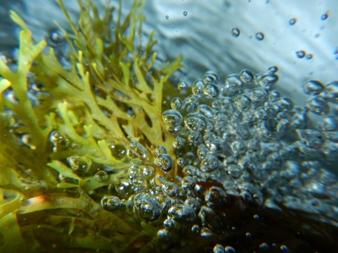 Seaweed: A Growing Resource & Skin Care Ingredient