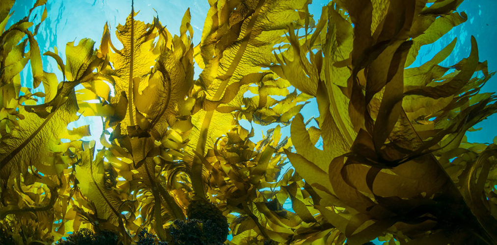 Recharge Thirsty Skin with Electrolyte-Rich Seaweed-Based Treatments