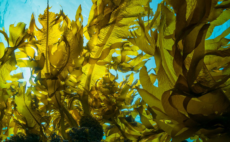 Recharge Thirsty Skin with ElectrolyteRich SeaweedBased Treatments